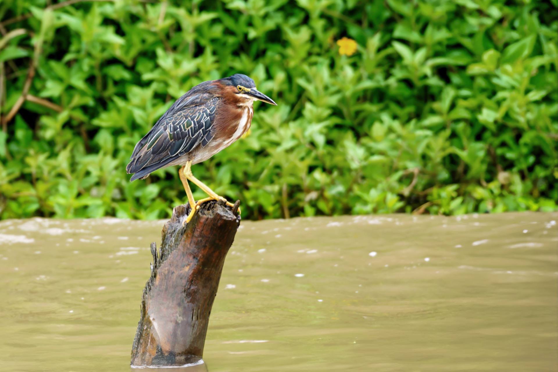 Mangrovereiher (Butorides striata)